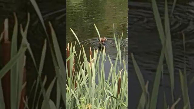 Утка на колесе смотреть онлайн