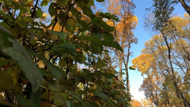 Золотая осень смотреть онлайн