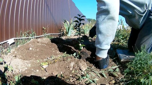 Сажаю Абхазские мандарины в октябре, в Инютино. смотреть онлайн