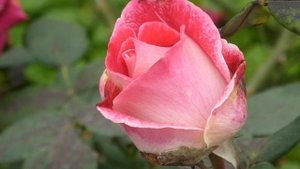 С днём рождения! Поздравление с самыми лучшими пожеланиями!