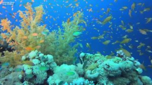 Засыпайте менее чем за 3 МИНУТЫ  Восстановление тела разума  Выпуск мелатонина №2 R