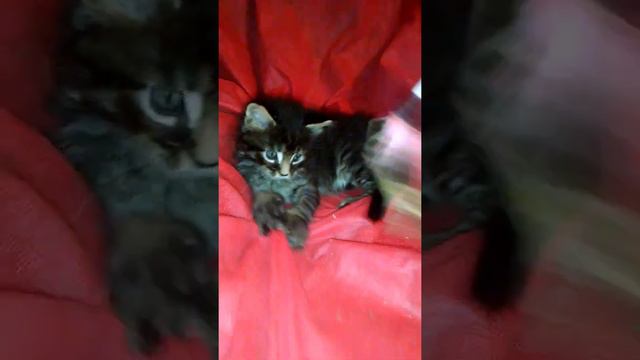 Маленький тигр. Весёлый толстенький котик Мейн-кун. Little tiger. A cheerful plump Maine Coon cat.