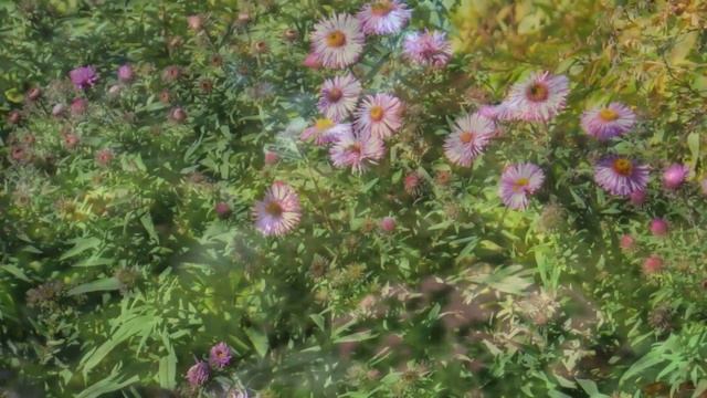 ДОМ-МУЗЕЙ К.Г.ПАУСТОВСКОГО смотреть онлайн