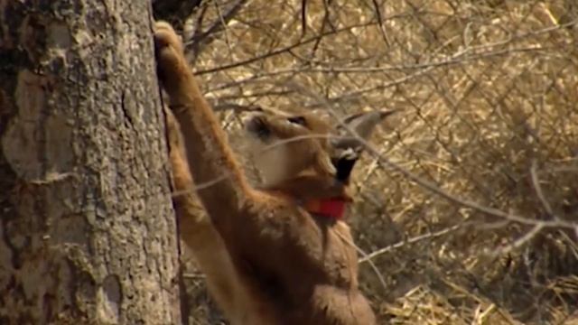 Каракал - ловкий прыгун и профессиональный охотник на птиц! смотреть онлайн