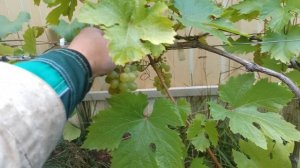 Виноград сорта Успех Московский на 05 сентября 2022 г.