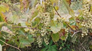 Молдавский виноград Рислинг Т / Молдавские сорта винограда в Украине!