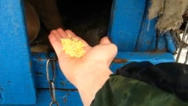 Пёс Дик ест кукурузные хлопья / Russian dog eating corn flakes смотреть онлайн