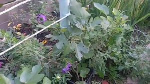 Инжир Подмосковья 19.09.2020. Саженцы инжира. Сад Копейки. Субтропики в Подмосковье