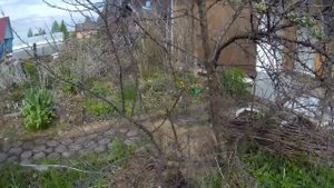 выращивание облепихи на севере дача под Архангельском