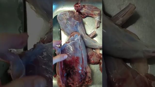 Как приготовить зайца. Тушёный заяц со сметаной! смотреть онлайн