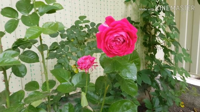 Лечение и профилактика корневой гнили. Ещё розы смотреть онлайн