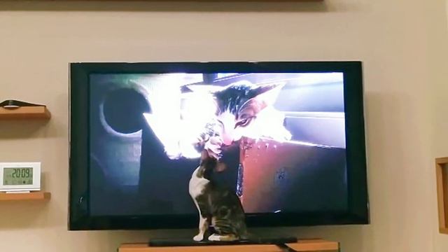 Ориентальный котёнок Геша видит себя в телевизоре 📺😄| Oriental Kitten Reacts To His Own Video