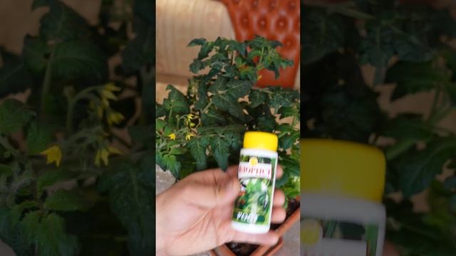 Что лучше - #органика или #химия? Микрокомплекс для растений. Нехватка микроэлементов @silazhizni смотреть онлайн