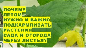 Почему важно летом подкармливать растения через листья? Foliar top dressing of plants in the summer