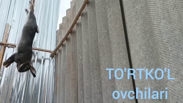 Quyon soyish jarayoni qari quyon teridan chiqarish отрезит зайц how to cut a hare смотреть онлайн