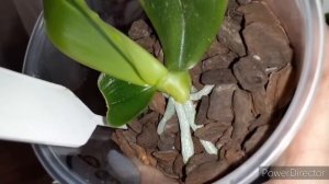 #Орхидея#Ванда бурный рост домашних #корней ????  ???  сломалась машина ???