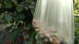 Очищеный от плюски фундук сорта Пурпурный.