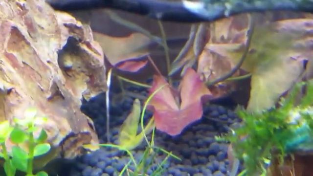 1.2.3. Запускаем аквариум по схеме Tropica День 3+ смотреть онлайн