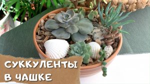 Суккуленты в чашке | Композиция из суккулентов | DIY Succulent Arrangement | Succulents in a bowl