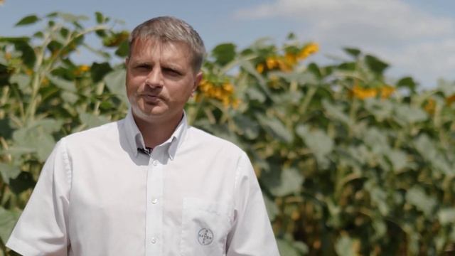 Важное качество подсолнечника - его технологичность