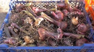 КАК СОХРАНИТЬ ГЕОРГИНЫ ЗИМОЙ