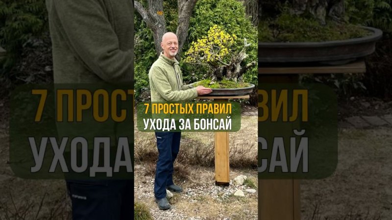 7 правил ухода за бонсай.