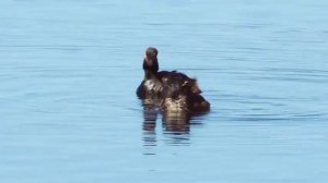 Black-Necked Grebe | Podiceps nigricollis | Черношейная поганка