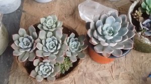 ||  TOP 6 EASIEST SUCCULENTS TO PROPAGATE  || LEAF PROPAGATION ||