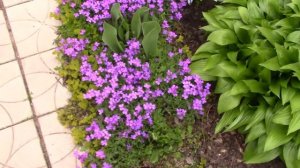 Что зацветает в апреле. #сад #бадан #цветы #первоцветы #весенниецветы #медуница  #мускари #весна