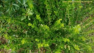 Уход за крыжовником.Чем подкормить крыжовник