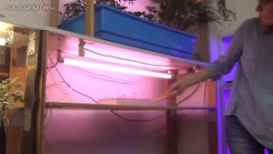 Освещение для комнатных растений