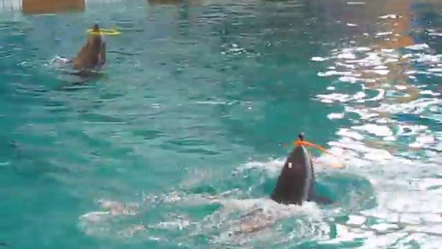 Дельфинарий в Питере смотреть онлайн