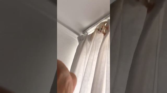 Поссум, сахарная белка летяга, Sugar glider, сахарная сумчатая летяга, белый поссум