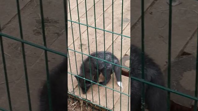 Лисята Чернобурки - Шишки на Лампушке