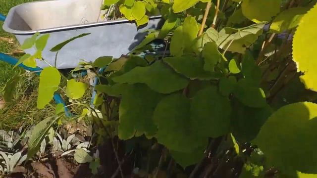 #garden #древовидная #гортензия Анабель #пересадка