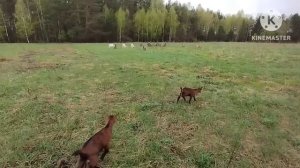 Бык напал на мужа