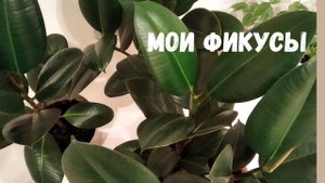 Обзор моих фикусов. Очень красивая групповая посадка.