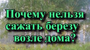 Почему нельзя сажать березу возле дома?