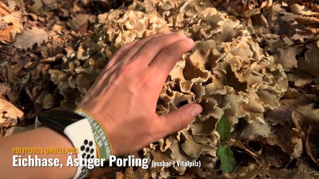 Eichhase! Ist er da? | Pilze im Juni 2023 | EP02 смотреть онлайн