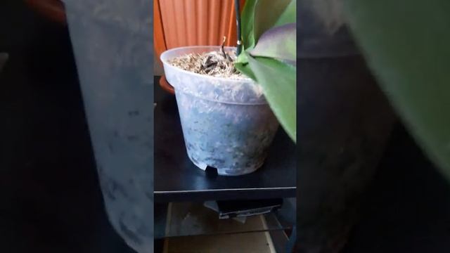 Фаленопсис Шоколадка стандарт смотреть онлайн