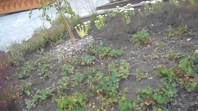 Щигры. Сенсорная клумба. Герань кроваво - красная. 9 сентября 2022. смотреть онлайн