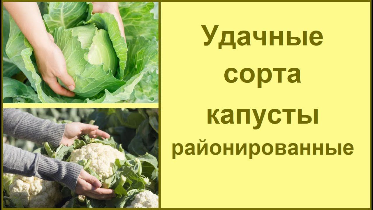 Лучший сорт капусты: эти сорта капусты советую выбрать для посадки смотреть онлайн