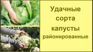 Лучший сорт капусты: эти сорта капусты советую выбрать для посадки