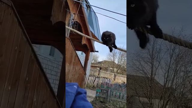 Умный кот Чернуха 😻 #черныйкотик