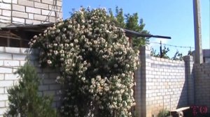 ЖИМОЛОСТЬ КАПРИФОЛЬ ВЕСНОЙ, УКРАШЕНИЕ МОЕГО САДА