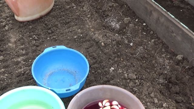 Посев ярового чеснока смотреть онлайн