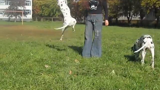 Далматины плящут смотреть онлайн