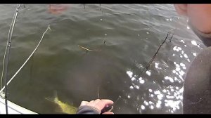 Свимбейт-подлещик Savage Gear 3D Roach LineThru 18 MS