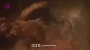 Чамшеди Халим Зани Урус Гирифт🤣2021🤣Хандахам Доруст