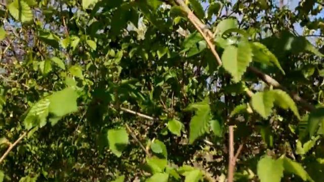 La Primavera/Musica relax/Весеннее видео смотреть онлайн